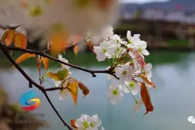 春风十里许家崖 且看满树梨花图片
