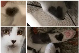 主人领养了只猫咪回来，到家才发现它身上布满了爱心花纹，真好看图片