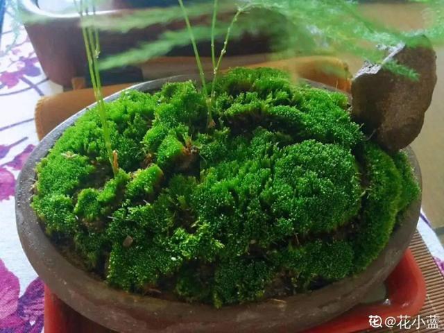 养分含量超高的营养土，自己在家也能做，省下一大笔 买花钱