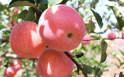 氨基酸肥会影响转色么？会使果子返青么？