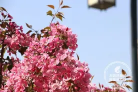 大同古城墙下的海棠花开了图片