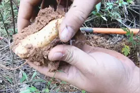 走进云南的大山里，带你了解各种野生山货，心形叶片下藏着的美味视频封面