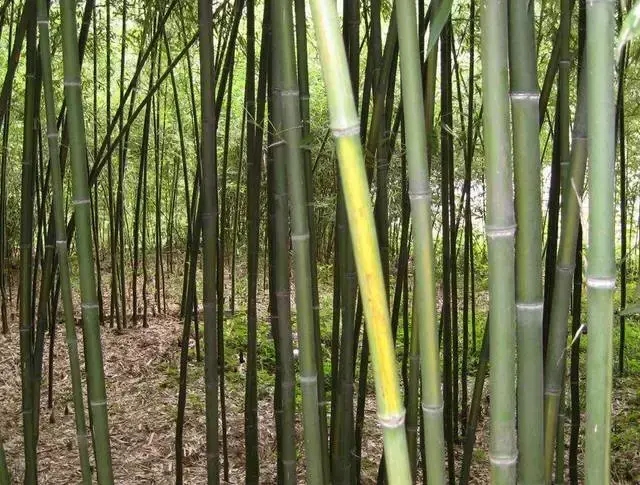 竹子有26种，详解，配图