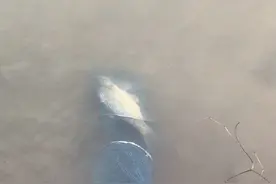 散鳞鲤鱼现身邕江，外形瘆人，钓鱼人：差点丢了，没想到很好吃图片