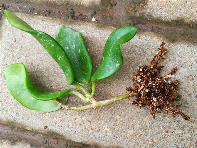 贝拉小蜜蜂草本身体乳