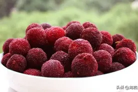 杨梅熟了，一起尝鲜去图片