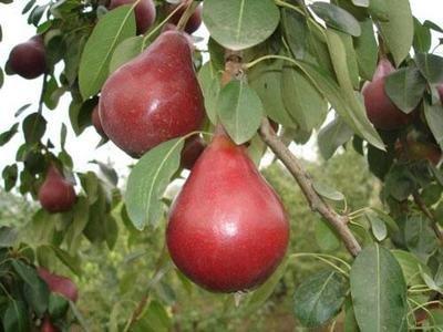 西洋梨有哪些品种,红皮梨有哪些品种,国产品种好还是国外品种好?