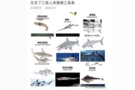 各种鲨鲨，猎奇心理得到满足图片