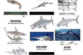 各种鲨鲨，猎奇心理得到满足图片