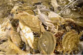 辽宁开海！甩开膀子吃海鲜的日子来了！这样吃海鲜最安全图片