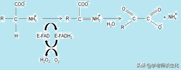 氨基酸的脱氨与氨基酸氧化酶