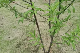 3-5年桃树发生“裂干”与哪些因素有关？搞懂原因，做好预防措施图片