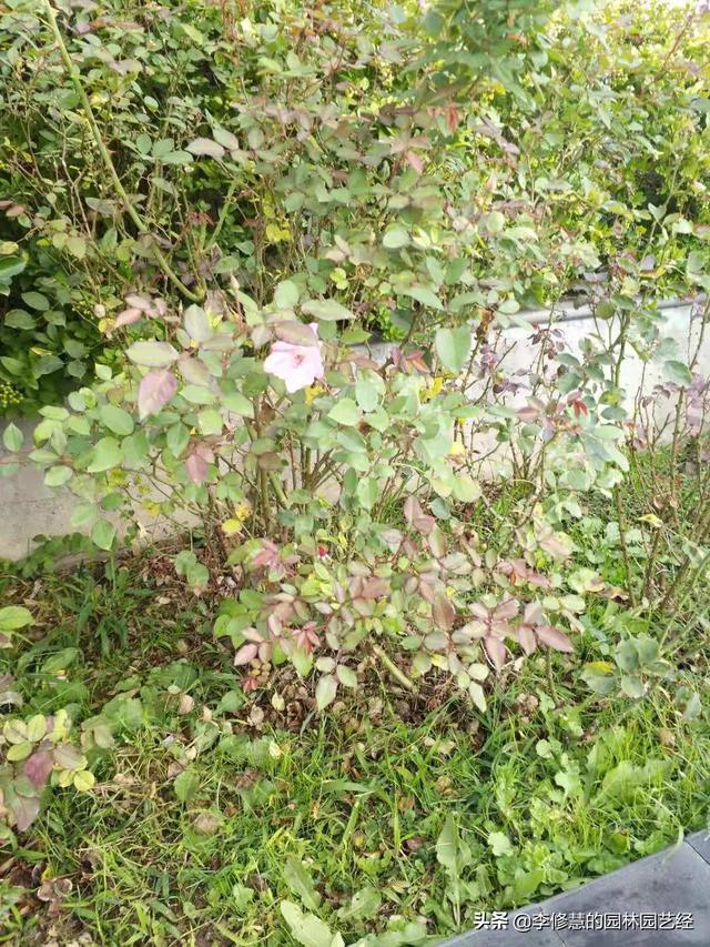 金塔某工业园区绿化植物的养护方案