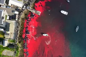 传统文化还是野蛮陋习？丹麦捕杀175头领航鲸，血染鲸湾引发众怒图片