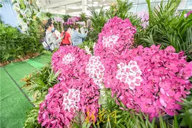 名贵稀有蝴蝶兰长啥样？新黄河记者带你去花博会上看一看图片