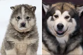 20种狗狗幼犬和成年犬对比照：比特犬“长残”，西藏梗越大越帅图片
