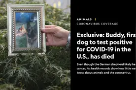 宠物狗感染新冠肺炎死亡！症状接近人类，全球多只“汪星人”中招图片