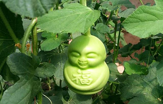 人参果什么味道（这水果因西游记而走红）