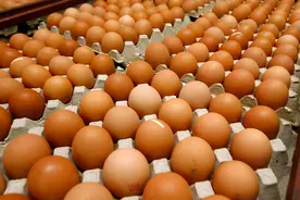 鸡为什么365天都在下蛋？而且未受精，人类利用了鸡的bug图片