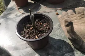如何在早春大量繁殖月季花？图片