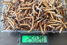 冬虫夏草采挖所需要了解的知识点图片