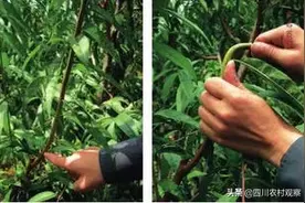 七分夏剪三分冬剪，桃树夏季修剪需要关注的几个要点图片