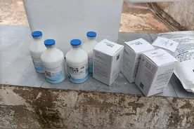 母猪产后对胎衣精准操作图片