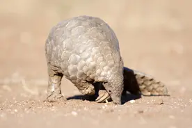 穿山甲不再是“药”了图片