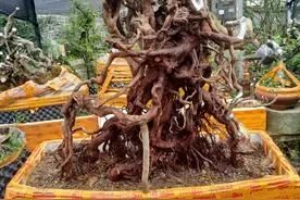 年前下山的国旗红映山红，都已经来芽了图片