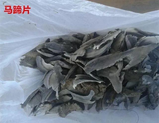 我的世界天启之境鱼鳞剑蓄力
