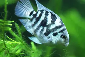 对新人极其友好，十大养不死的观赏鱼图片