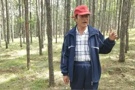 没吃过“刺嫩芽”？来沈北辉山街道马庄子社区长长见识：林下种野菜，村民致富快图片