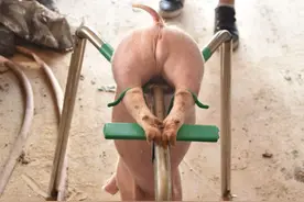 猪场里公猪为何要受“宫刑”？别小看这两刀，有可能价值千元图片