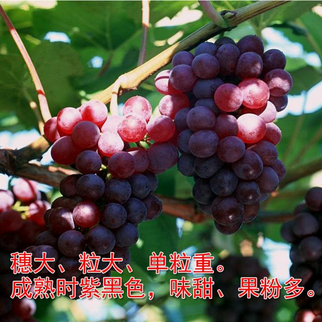 自己就能配制的氨基酸叶面肥，产量翻倍