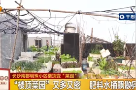 长沙一小区楼顶变“菜园”，风一吹，呕…城管出手图片