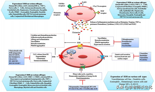 氨基酸衍生物代谢（三）