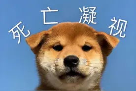 老色狗石锤！校园狗偷女生内衣，专挑大码下手图片