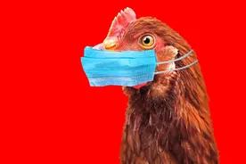 起底首次发现人感染的H5N8禽流感：今后“人传人”的可能性有多大？图片