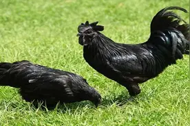 印尼这种乌鸡，连鸡蛋都是黑的，一只卖到1.8万！视频封面