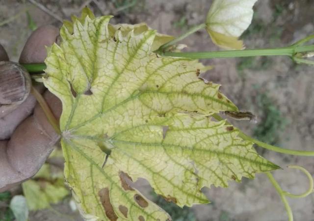 葡萄缺铁有什么症状？叶片发白，选择合适铁肥补救