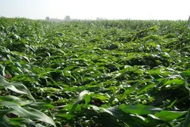 玉米抽穗时倒了，会影响收获吗？需不需要扶起来呢？图片