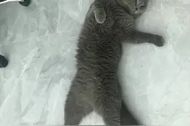 养猫小技巧：发现猫咪尿频、尿闭后的应对策略，让你省钱又省心图片