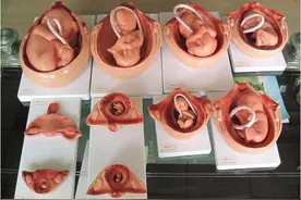 孕期1~10月胎儿的发育图火了，看完不禁感慨，母亲真伟大图片