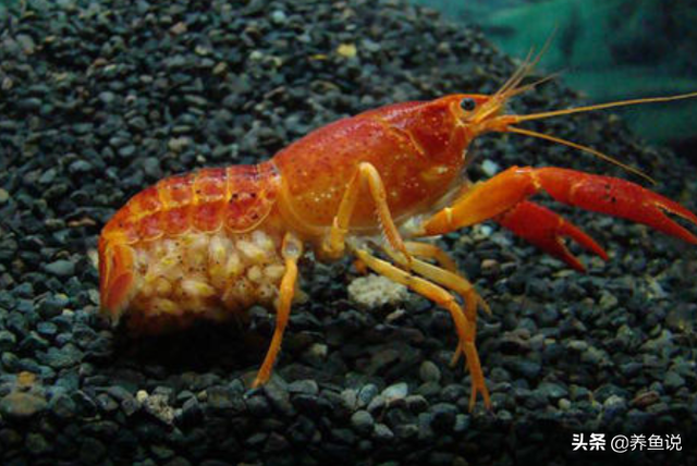 小龙虾的养殖方法（小龙虾改良培育后拿到水族店里卖）