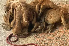 流浪贵宾因毛发过长变拖把狗，发布领养信息后原主人主动出现图片