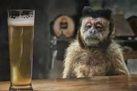 喝醉的猴子有多疯狂？在印度街上连伤250人，专挑女人小孩下手图片