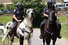 养狗，为什么要选择大型犬？因为好处太多了图片