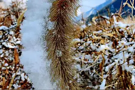 雪后，山野一定有许许多多的欢乐，雪中的狗尾巴草当然也是一种图片