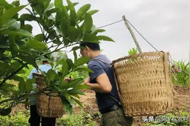玉米地里拔弱苗：今年玉米种植，你所不知道的事图片
