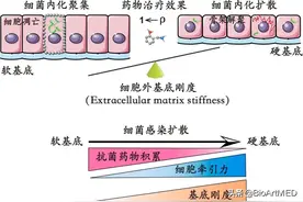 黄建永团队在基质刚度调控细菌感染治疗方面取得进展图片
